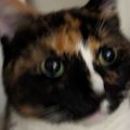Profile picture davsky.bsky.social