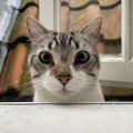 Profile picture ccfelius.bsky.social