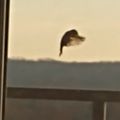 Profile picture fliptease.bsky.social