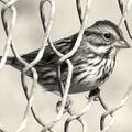 Profile picture thesparrowproject.bsky.social