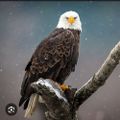 Profile picture kathleengolas.bsky.social