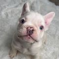 Profile picture livedogs.bsky.social