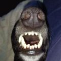 Profile picture houndymayhem.bsky.social