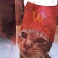 Profile picture gatalogica.bsky.social