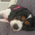 Profile picture liberallylonely.bsky.social