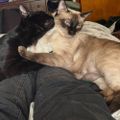 Profile picture tericats2.bsky.social