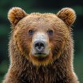 Profile picture gaybears.bsky.social