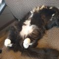 Profile picture lulubelle56.bsky.social
