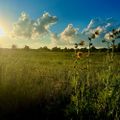 Profile picture ohioontheprairie.bsky.social