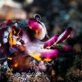 Profile picture cephalopodsdaily.bsky.social