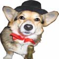 Profile picture boyobcorgi.bsky.social
