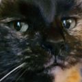 Profile picture thedestructor.bsky.social