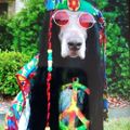 Profile picture desertrat1933.bsky.social