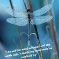 Profile picture dragonflyjeep.bsky.social