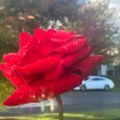 Profile picture tluxford.bsky.social