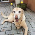 Profile picture moredogs.bsky.social
