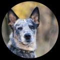Profile picture billcubbieblue.bsky.social