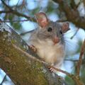 Profile picture grausampossum.bsky.social