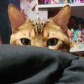 Profile picture poneighneigh.bsky.social