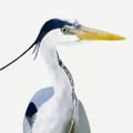 Profile picture everyheron.bsky.social