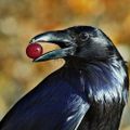 Profile picture saturnbird.bsky.social