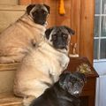 Profile picture pug60.bsky.social