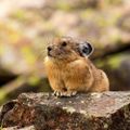 Profile picture petapika.bsky.social