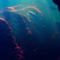 Profile picture whaleboi.bsky.social