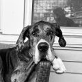 Profile picture luvbigdogs.bsky.social