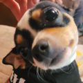 Profile picture stinkytinker.bsky.social