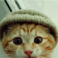 Profile picture katzinjammies.bsky.social