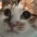 Profile picture melotine.bsky.social