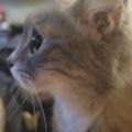 Profile picture greyhawk3300.bsky.social