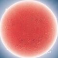 Profile picture forthev.bsky.social