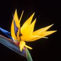 Profile picture suyusa.bsky.social