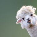 Profile picture ullysesllama.bsky.social