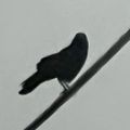 Profile picture 2crows5.bsky.social