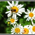Profile picture snaphappywanderer.bsky.social