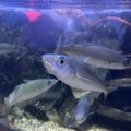 Profile picture fishpieuwu.bsky.social