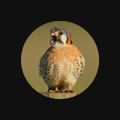 Profile picture notthatellen.bsky.social