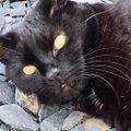 Profile picture magicpanfur.bsky.social