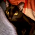 Profile picture audreychard.bsky.social