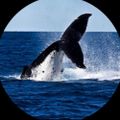 Profile picture aparachick.bsky.social