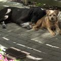 Profile picture helloitsjano.bsky.social