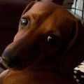 Profile picture madcowjaxfl.bsky.social