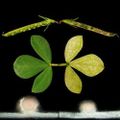 Profile picture plantphys.bsky.social