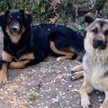 Profile picture lisaherbertdogmom.bsky.social