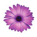 Profile picture ibb-botanic.bsky.social