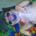 Profile picture pixieonthemoon.bsky.social