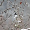 Profile picture ilansbirds.bsky.social